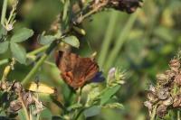 Euclidia glyphica
