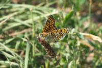 Melitaea cinxia