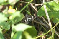Tyta luctuosa