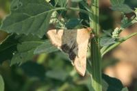 Helicoverpa armigera