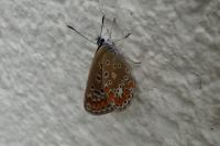 Polyommatus icarus