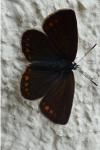 Polyommatus icarus