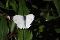 Pieris napi