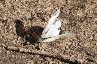Pieris napi