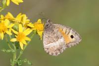 Arethusana arethusa