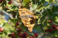 Apatura ilia