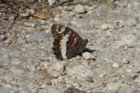 Brintesia circe