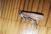 Oncocera semirubella