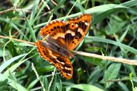 Apatura ilia