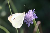Pieris brassicae