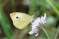 Pieris rapae