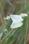 Pieris napi