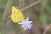 Colias crocea