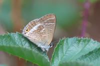 Lampides boeticus
