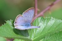 Lampides boeticus