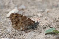 Lasiommata megera