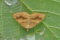 Camptogramma bilineata