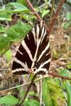 Euplagia quadripunctaria