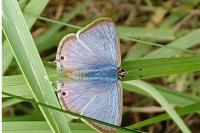Lampides boeticus