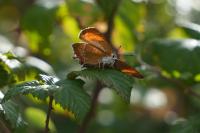 Thecla betulae