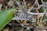 Agrius convolvuli
