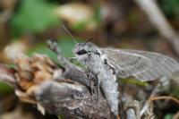 Agrius convolvuli