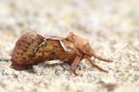 Triodia sylvina