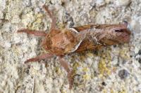 Triodia sylvina
