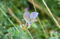 Polyommatus icarus