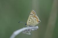 Lycaena tityrus