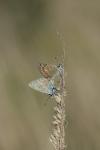 Polyommatus icarus