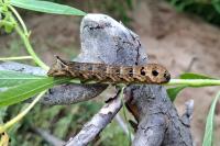 Deilephila elpenor