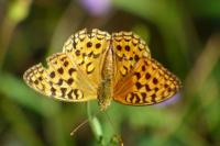 Fabriciana adippe