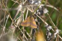 Lythria cruentaria