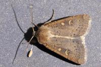 Xestia xanthographa