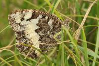 Brintesia circe