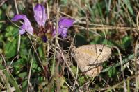 Arethusana arethusa