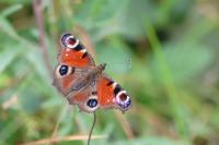 Aglais io