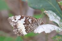 Brintesia circe