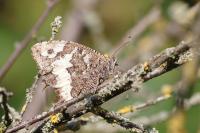 Brintesia circe