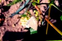 Lampides boeticus
