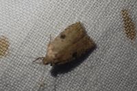 Agonopterix propinquella
