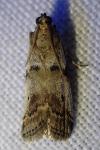 Acrobasis glaucella