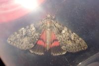Catocala sponsa