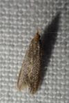 Coleophora