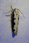 Ethmia bipunctella