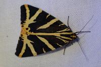 Euplagia quadripunctaria