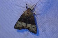 Mesoligia furuncula