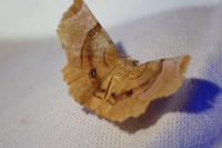 Selenia tetralunaria