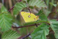 Colias crocea